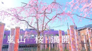 満開の嵐山桜めぐり：天龍寺/渡月橋/佐野藤右衛門邸前/大覚寺大沢池/広沢池/Cherry blossoms in full bloom at Arashiyama