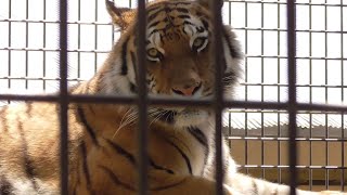 アムールトラ　なごみちゃん　おっとりしている様子です　【茶臼山動物園】