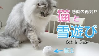 【豪雪】雪遊びするペルシャ猫がかわいすぎる【雪と猫】