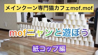 『mofニャンと遊ぼう』紙コップ編　メインクーン専門猫カフェmof.mof