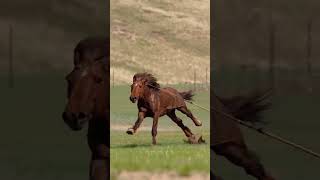 Caballos Salvajes #horse #shorts #youtube #edit #fun