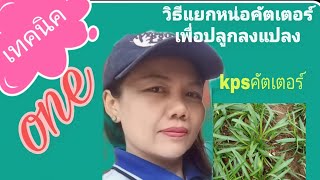 EP.2   #วิธีปลูกคัตเตอร์ มากาเร็ต สร้อยทอง /kps guava 083-9860939 id:pich_2021