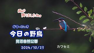 ギター日記　今日の野鳥　・　見沼自然公園　2024年10月23日