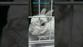 狭いワンルームでうさぎを飼育した結果　朝の目覚め… #shorts