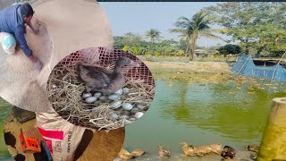 ডিম পাড়া হাঁসের খাবার কুরিয়ারের মাধ্যমে দেয়ার ব্যবস্থা। Duck farming.