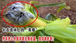 长在苞米上的“毒瘤”，外表恶心价值却堪比黑松露，给你敢吃吗？