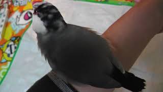 【文鳥】水浴びの時間：水浴び前に３回も求愛したクッキーそして、[Java Sparrow]Bath Time : Kukky courted 3 times before bathing, and