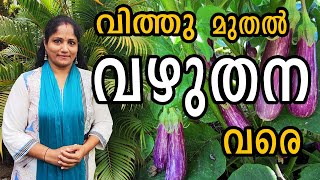 വിത്തു മുതൽ വഴുതന വരെ | Brinjal krishi in malayalam