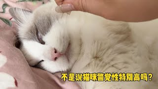 是谁跟我说猫科动物睡觉也会很警惕的？