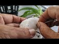 how to grow vanda seedlings by dr l jose