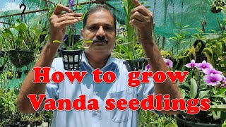 HOW TO GROW VANDA SEEDLINGS BY DR L JOSE