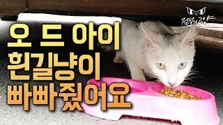 오 드 아이 흰길냥이가 나타났어요. 이제 친해질 시간입니다. 흰냥아 빠빠먹자~