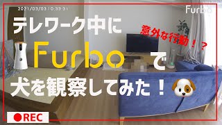 【Furbo】犬の面白い映像が撮れました✌️