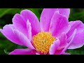 長福寺のシャクヤク満開 栃木市 4k peony flowers blooming in the temple garden.