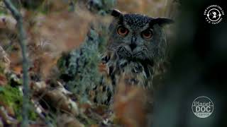 Eagle owl (Bubo bubo) - Night vision.