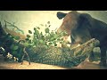 All Animals Attack Thorbjarnarson's Crocodile Cutscenes in Ancestors