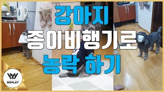 종이비행기로 강아지 농락하기 | Playing with a puppy with a paper plane