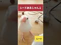 shorts【文鳥5歳2か月⑩】スケボーの上を跳んだりしながらシードを探すが飼い主の手元に沢山あったことに気づく顔が可愛い 3代目文鳥ピーちゃん java sparrow 癒やし動物 小鳥