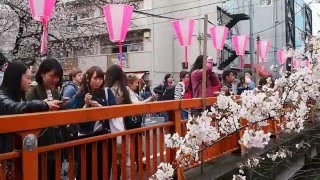 東京の桜満開　中目黒　目黒川の花見客　２０１６．３．３１　Ohanami Sakura