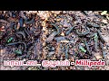 ரயில் பூச்சி | Millipede / Big Group of Attai Poochi | மரவட்டை குழுமம்