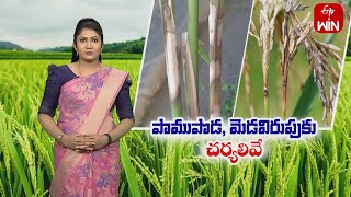 Sheath blight & neck blast in kharif Paddy | ఖరీఫ్‌ వరిలో పాముపొడ, మెడవిరుపు తెగుళ్లు - నివారణ | ETV