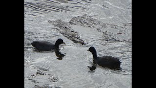 武庫川の野鳥 カイツブリ、シギ、チドリ、オオバン