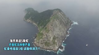 每平米近5条蛇巴西蛇岛内卷严重蛇毒性提高5倍该如何消灭