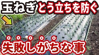 【玉ねぎ】トウ立ちを防ぐ！失敗しやすい原因と対策【初心者もわかる】