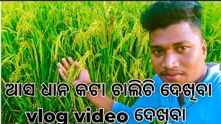 ଆସ ଧାନ କଟା ଚାଲିଚି ବିଲକୁ ଯିବା ଦେଖିବା //dhana kata chalichi bilaku//jibaa dekhiba