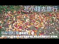 松仔園紅葉：大埔滘自然護理區2021年12月中旬最新情況@香港紅葉2021 autumn leaves at tai po kau nature reserve hong kong red leave