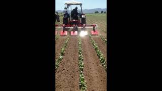 TOSCANO/ Frezeli Sıra Ara Çapa Makinesi, Rotary Cultivator