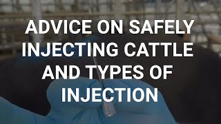 Advice on safely injecting cattle and types of injection