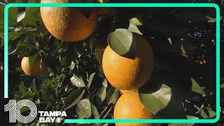 Researchers at University of Florida explore breakthrough approach to combat citrus 'greening'