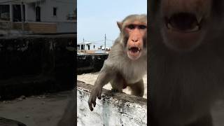 #funny #monckey #comedy #monkeycomedy #fun #jokes #bandar #trending #trendingshorts #hanuman #shorts