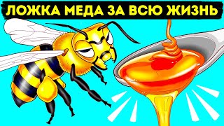 Как и зачем пчелы делают мед (и другие интересные факты о пчелах)