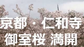 🌸絶景【京都の桜・4月6日】京都・仁和寺の御室桜🌸見ごろ🌸桜の見納め（2023年4月6日）世界遺産🌸Ninna-ji Temple Cherry blossoms (Omuro Cherry)