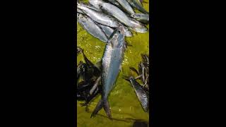 #জ্যান্ত ইলিশ (Live hilsa)