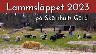 The lamb release at Skärshult Gård 2023.