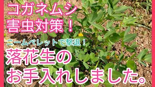 落花生のお世話しました。