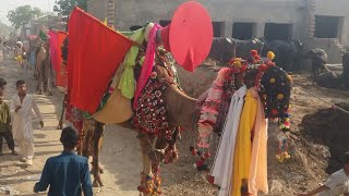 Beautifull Camel Street View In Pakistan ||   خوبصورت اونٹ روایتی انداز میں