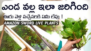 ఎండ వల్ల ఇలా జరిగింది | ఊరు వెళ్లి వచ్చేసరికి ఏమీ లేవు | AK AQUA TELUGU