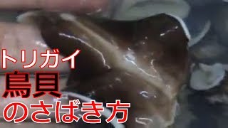 活きた鳥貝（トリガイ）のさばき方（Cockle）