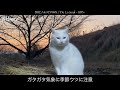 2025.01.18.sat.zion.野良猫巡礼路記録