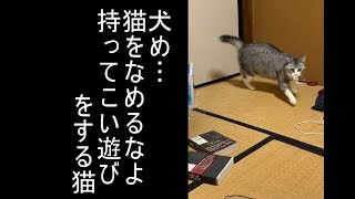 【ネコと遊ぶ】猫と持ってこい遊びをやってみた　Cat plays fetch like a dog