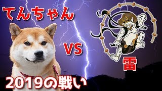 【京の柴犬】激しい落雷！その時、てんちゃんは...　太郎の犬モノガタリ＃１５１