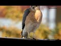 shikra eating a pigeon bird