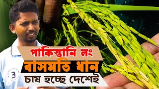 পাকিস্তানি লং বাসমতি ধান চাষে সাফল্য পেয়েছে নাটোরের ইমরান| বাসমতি ধান চাষ পদ্ধতি | basmati dhan chas