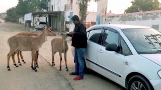 who is bishnoi ? Bishnoi The Eco Dharma, People Of Bishnoi Society Love For Wildlife , Bishnoi rules