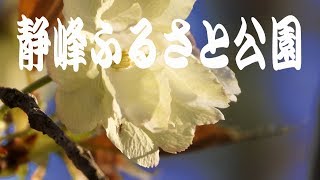 桜１００選静峰ふるさと公園・那珂市  [4K]