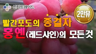 '홍옌'(레드샤인)소개영상.묘목구입문의 010-2363-9829 신지트레이드.